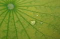 20100615055.JPG