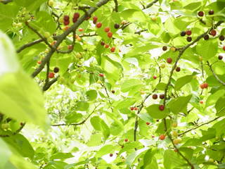 201105162071.JPG